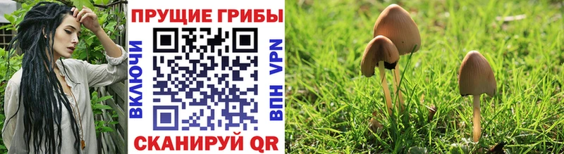 Купить где  Рязань  Псилоцибиновые грибы Psilocybine cubensis 